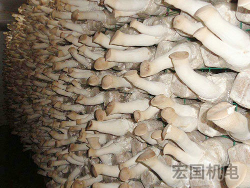 食用菌冷库